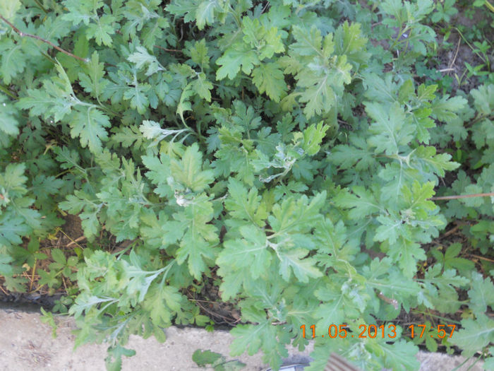 DSCN3164