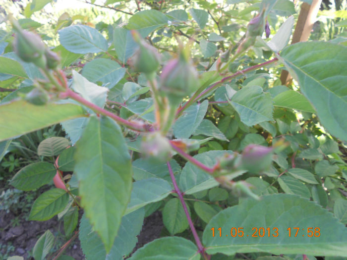 DSCN3165
