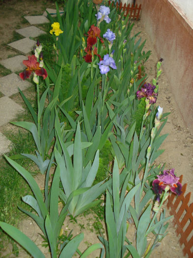DSC05473 - Irisi 2013