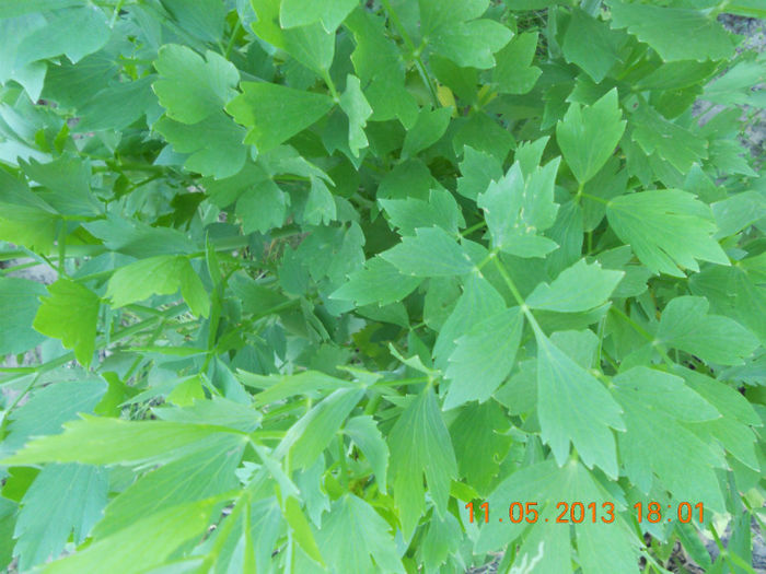 DSCN3172