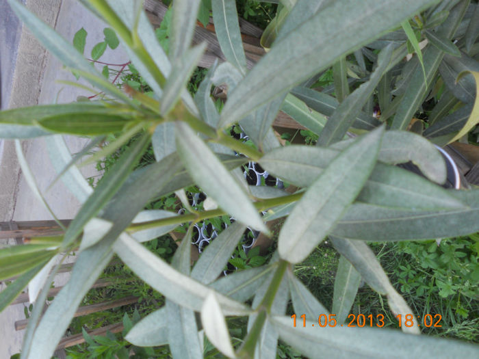 DSCN3173