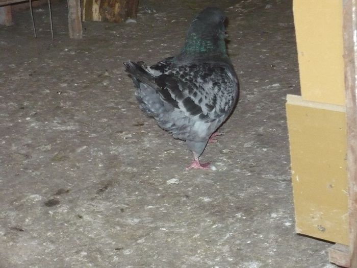 Picture 015