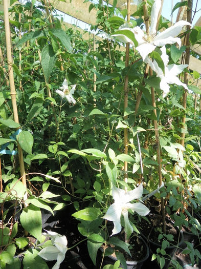 Roko Kolla - Clematite si gradina mai 2013