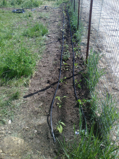 Budlejja si zorele - Gradina Mai 2013