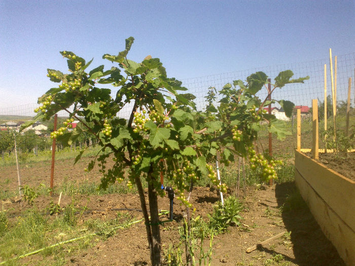 Coacaz - Jonker Van tets - Gradina Mai 2013