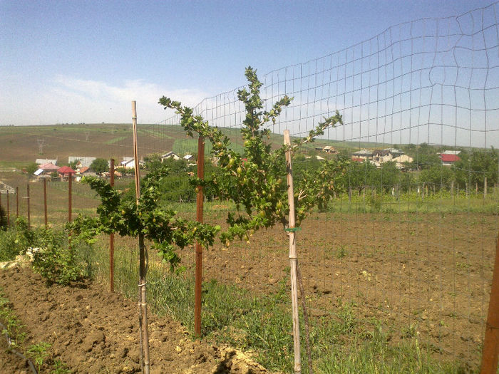 Agrise