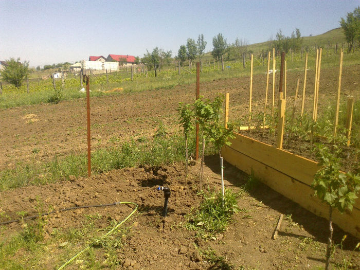 12052013529 - Gradina Mai 2013
