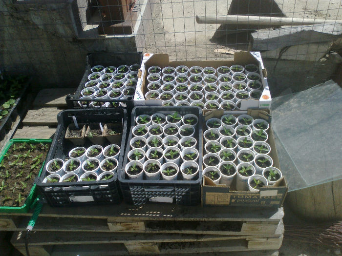 Vinca Pacifica Xp