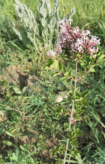 Liliac pitic - Clematite si gradina mai 2013