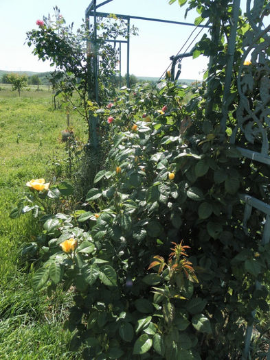SAM_0458 - Clematite si gradina mai 2013