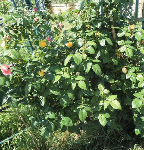 SAM_0457 - Clematite si gradina mai 2013