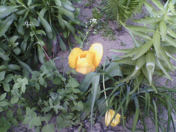 IMG00065 - GRADINA MEA PRINDE VIATA