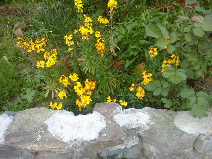 02052013373 - GRADINA MEA PRINDE VIATA