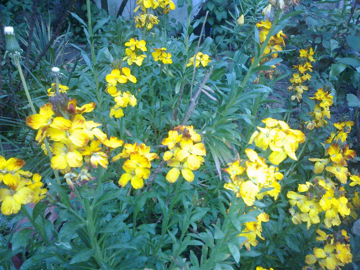 02052013374 - GRADINA MEA PRINDE VIATA