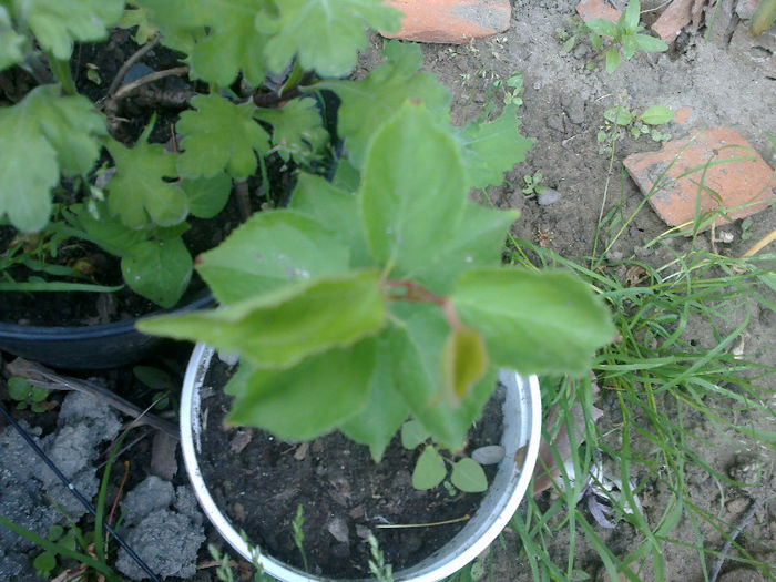 11052013422 - GRADINA MEA PRINDE VIATA