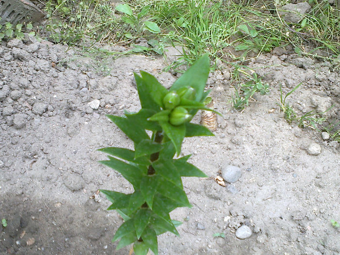 11052013425 - GRADINA MEA PRINDE VIATA