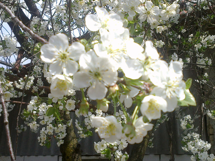 21042013325 - GRADINA MEA PRINDE VIATA