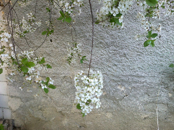 25042013352 - GRADINA MEA PRINDE VIATA
