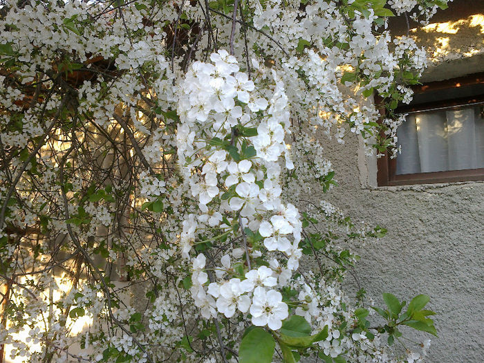25042013353 - GRADINA MEA PRINDE VIATA