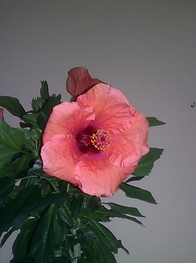 Imagine3456 - HIBISCUS