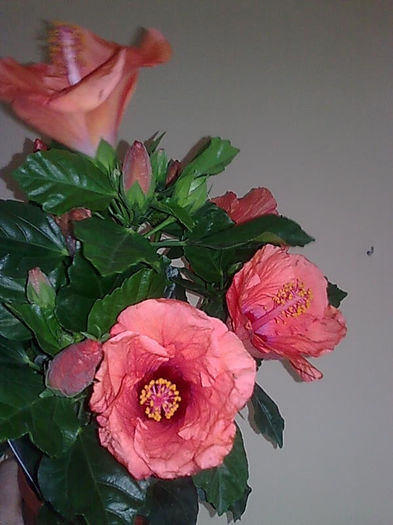 Imagine3457 - HIBISCUS