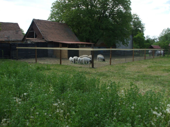 oile in luna mai -in noul tarc
