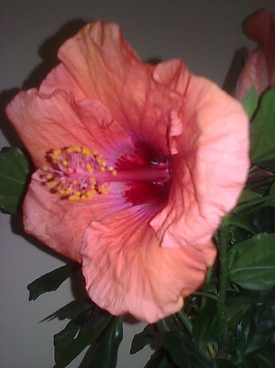 Imagine3460 - HIBISCUS