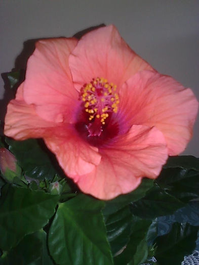 Imagine3463 - HIBISCUS