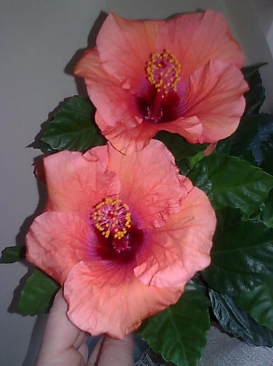 Imagine3465 - HIBISCUS