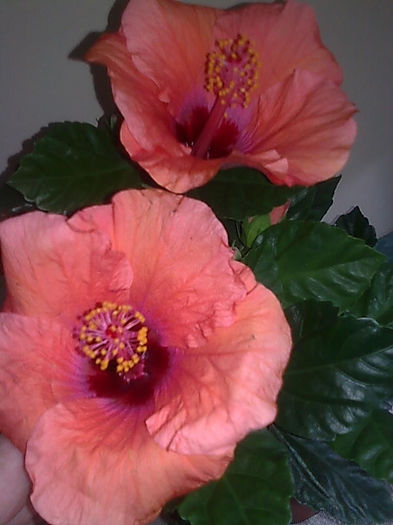 Imagine3466 - HIBISCUS