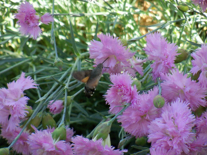 Sphinx colibri; Macroglossum stellatarum, known as the Hummingbird Hawk-moth or sometimes the Hummingmoth
