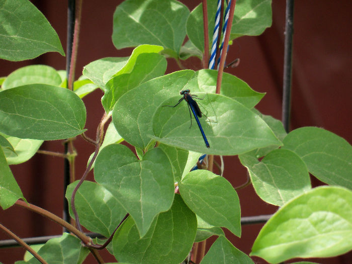 Calopteryx virgo - Vizitatori ai gradinii