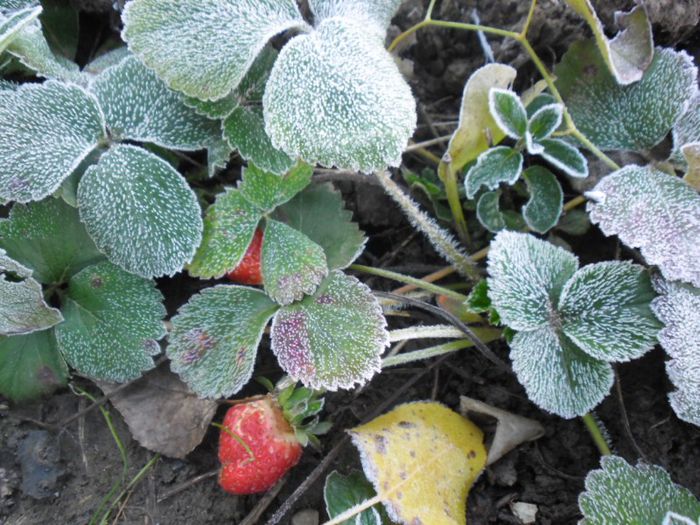 capsuni fructificare continua 11 - capsun cu fructificare continua Mara de Boise