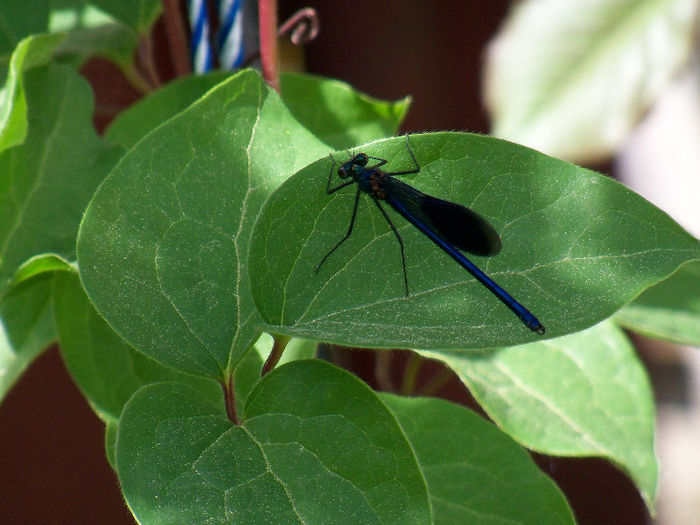 Calopteryx virgo