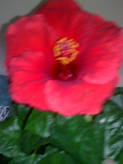 Imagine3471 - HIBISCUS