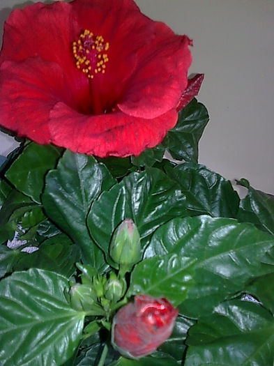 Imagine3470 - HIBISCUS