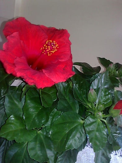 Imagine3469 - HIBISCUS