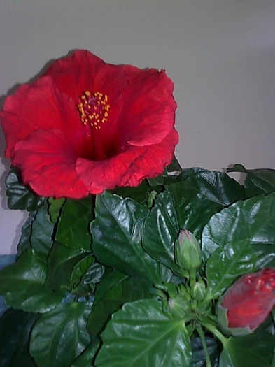 Imagine3467 - HIBISCUS
