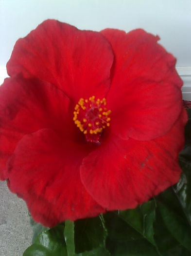 Imagine3452 - HIBISCUS