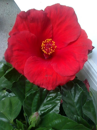 Imagine3451 - HIBISCUS