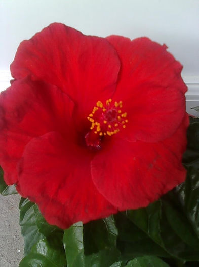 Imagine3450 - HIBISCUS