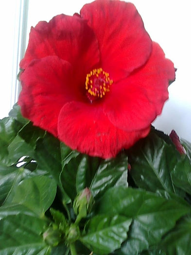Imagine3447 - HIBISCUS