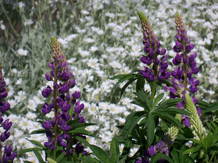 Lupin