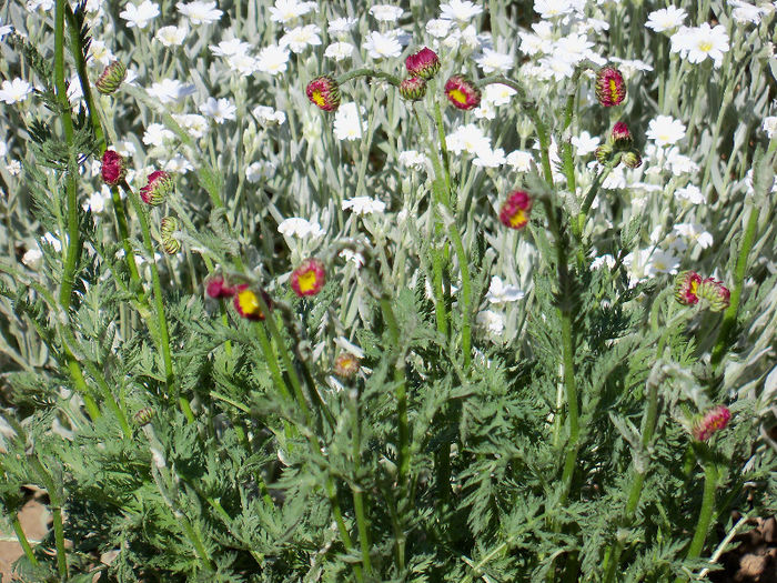 101_8423 - GRADINA 2013