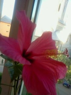 Fotografie2860 - mai 2013