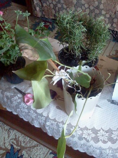 Fotografie2725 - mai 2013