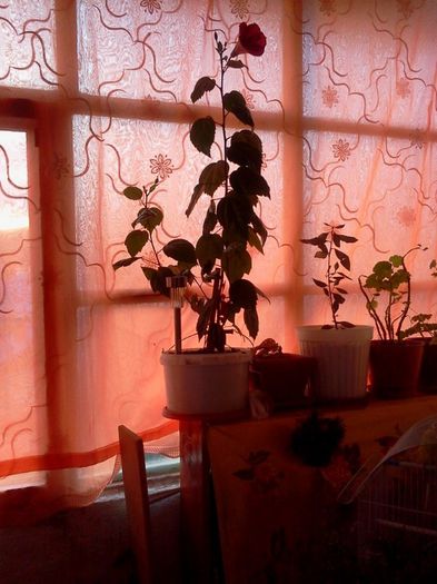 Fotografie2812; pe balcon, bate soarele f puternic, am perdele  portocalii
