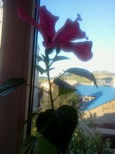 Fotografie2856; la a doua inflorire
