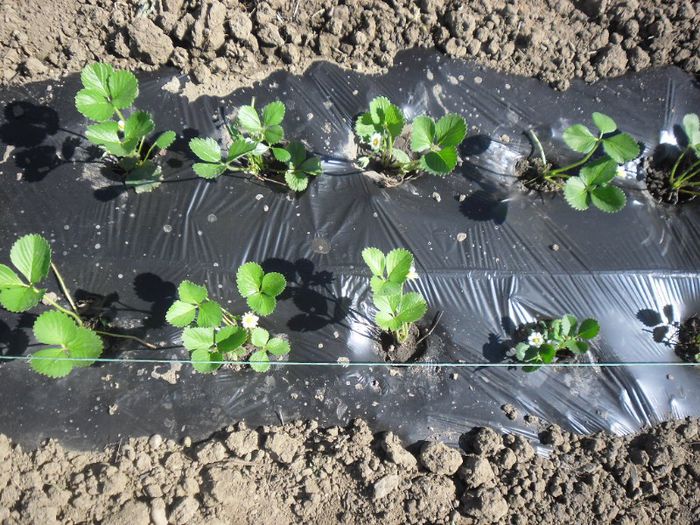 Capsuni Albion plantat la folie 13 - capsuni Albion