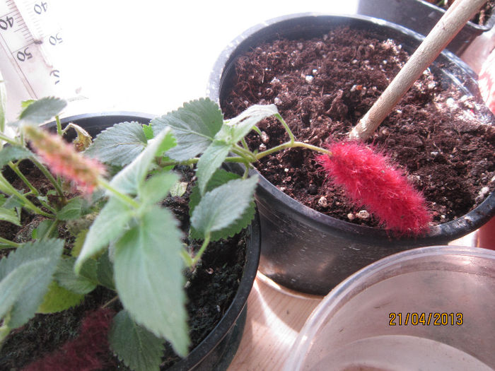 acalypha